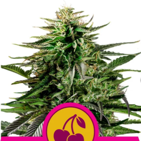 Cherry Pie - ROYAL QUEEN SEEDS | TanieSianie.pl