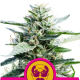 Granddaddy Purple - ROYAL QUEEN SEEDS | TanieSianie.pl