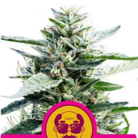 Granddaddy Purple - ROYAL QUEEN SEEDS | TanieSianie.pl