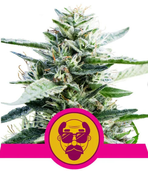Granddaddy Purple - ROYAL QUEEN SEEDS | TanieSianie.pl