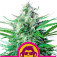 Grape Ape - ROYAL QUEEN SEEDS | TanieSianie.pl