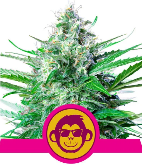 Grape Ape - ROYAL QUEEN SEEDS | TanieSianie.pl