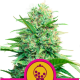 Pink Runtz - ROYAL QUEEN SEEDS | TanieSianie.pl