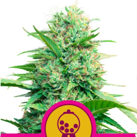 Pink Runtz - ROYAL QUEEN SEEDS | TanieSianie.pl