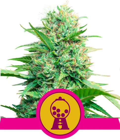 Pink Runtz - ROYAL QUEEN SEEDS | TanieSianie.pl