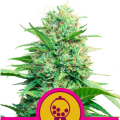Pink Runtz - ROYAL QUEEN SEEDS