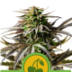 Cherry Pie Auto - ROYAL QUEEN SEEDS | TanieSianie.pl