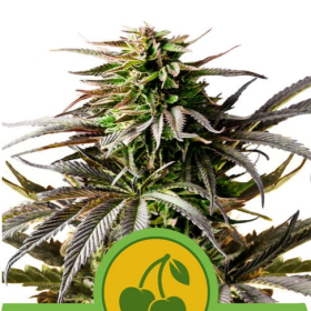 Cherry Pie Auto - ROYAL QUEEN SEEDS | TanieSianie.pl