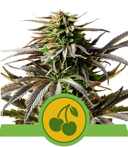 Cherry Pie Auto - ROYAL QUEEN SEEDS | TanieSianie.pl