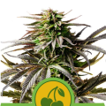 Cherry Pie Auto - ROYAL QUEEN SEEDS