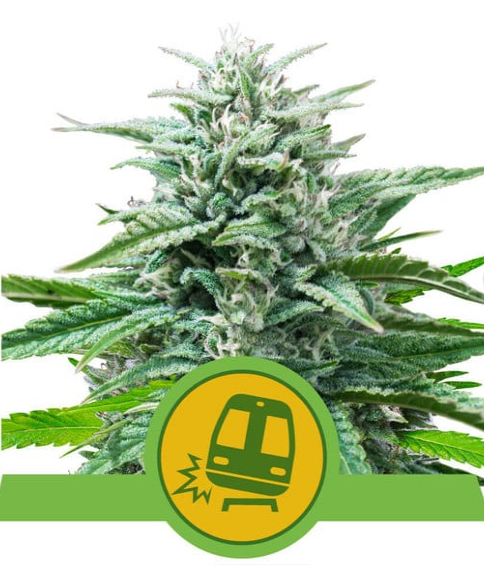 Trainwreck Auto - ROYAL QUEEN SEEDS | TanieSianie.pl