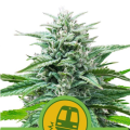 Trainwreck Auto - ROYAL QUEEN SEEDS