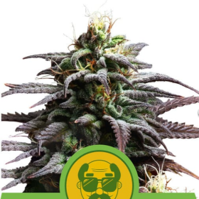 Granddaddy Purple Auto - ROYAL QUEEN SEEDS | TanieSianie.pl