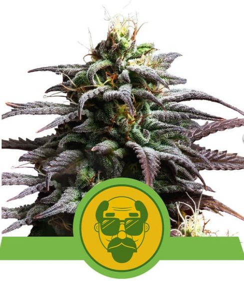 Granddaddy Purple Auto - ROYAL QUEEN SEEDS | TanieSianie.pl