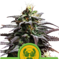 Granddaddy Purple Auto - ROYAL QUEEN SEEDS