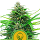Pink Runtz Auto - ROYAL QUEEN SEEDS | TanieSianie.pl