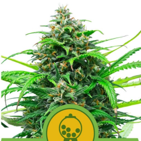 Pink Runtz Auto - ROYAL QUEEN SEEDS | TanieSianie.pl