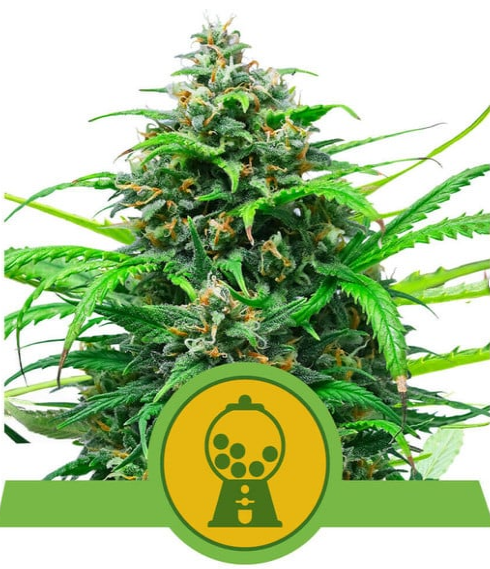 Pink Runtz Auto - ROYAL QUEEN SEEDS | TanieSianie.pl