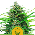 Pink Runtz Auto - ROYAL QUEEN SEEDS