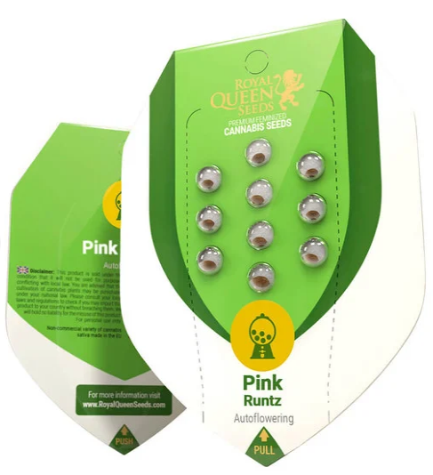 Pink Runtz Auto - ROYAL QUEEN SEEDS | TanieSianie.pl