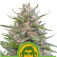 Grape Ape Auto - ROYAL QUEEN SEEDS | TanieSianie.pl