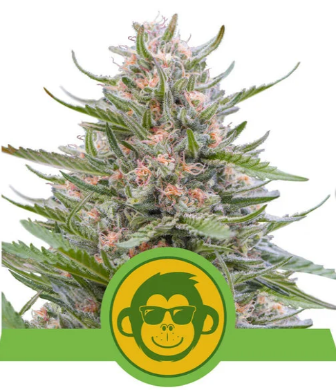 Grape Ape Auto - ROYAL QUEEN SEEDS | TanieSianie.pl