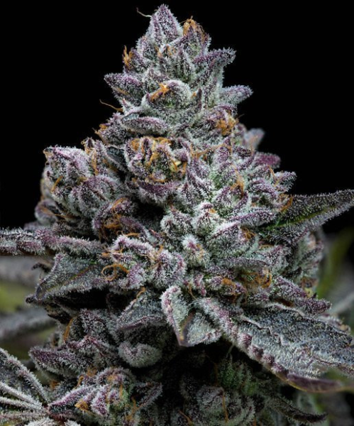 Apple Fritter - BARNEY'S FARM | TanieSianie.pl