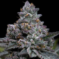 Apple Fritter - BARNEY'S FARM