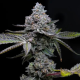 Apple Fritter - BARNEY'S FARM | TanieSianie.pl