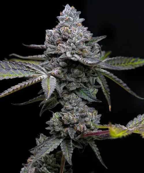 Apple Fritter - BARNEY'S FARM | TanieSianie.pl