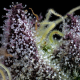 Apple Fritter - BARNEY'S FARM | TanieSianie.pl
