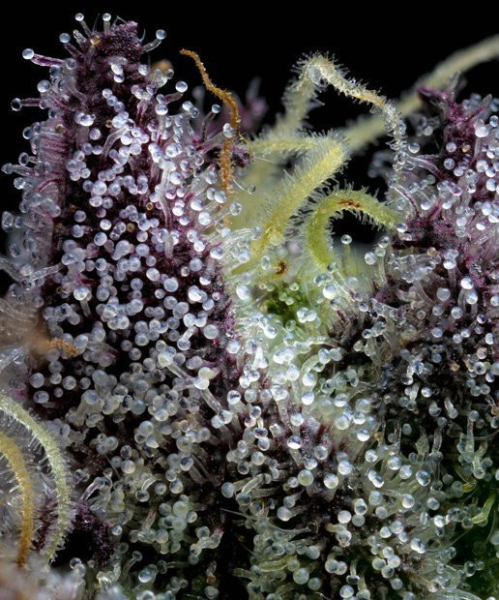 Apple Fritter - BARNEY'S FARM | TanieSianie.pl