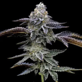 Blue Dream - BARNEY'S FARM | TanieSianie.pl