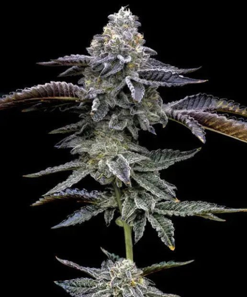Blue Dream - BARNEY'S FARM | TanieSianie.pl