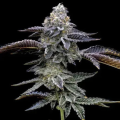 Blue Dream - BARNEY'S FARM