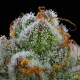 Blue Dream - BARNEY'S FARM | TanieSianie.pl
