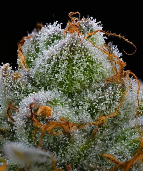 Blue Dream - BARNEY'S FARM | TanieSianie.pl