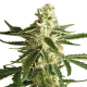 White Diesel Haze Auto - WHITE LABEL | TanieSianie.pl