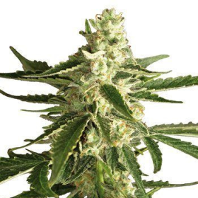 White Diesel Haze Auto - WHITE LABEL | TanieSianie.pl