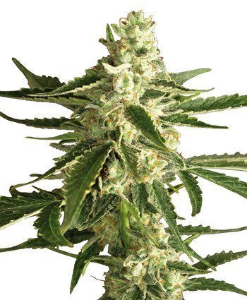 White Diesel Haze Auto - WHITE LABEL | TanieSianie.pl