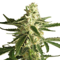 White Diesel Haze Auto - WHITE LABEL