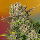 Papaya Zoap Auto - SWEET SEEDS | TanieSianie.pl