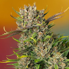 Papaya Zoap Auto - SWEET SEEDS | TanieSianie.pl