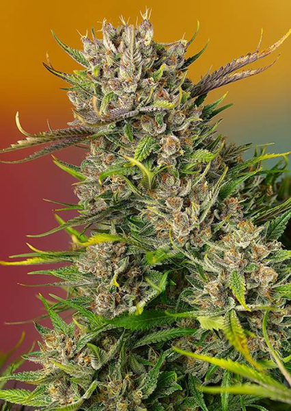 Papaya Zoap Auto - SWEET SEEDS | TanieSianie.pl