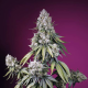 Jealousy Z XL Auto - SWEET SEEDS | TanieSianie.pl
