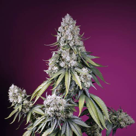 Jealousy Z XL Auto - SWEET SEEDS | TanieSianie.pl