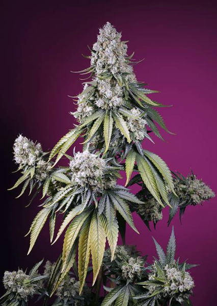 Jealousy Z XL Auto - SWEET SEEDS | TanieSianie.pl