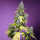 Jet Fuel Mandarine XL Auto - SWEET SEEDS | TanieSianie.pl