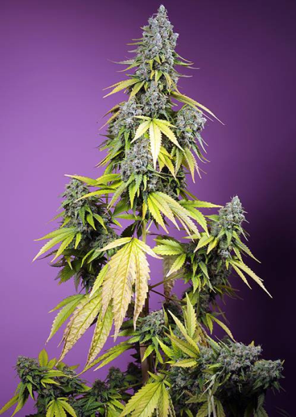 Jet Fuel Mandarine XL Auto - SWEET SEEDS | TanieSianie.pl