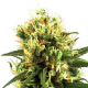 White Haze Auto - WHITE LABEL | TanieSianie.pl